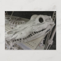 Decorative Gator Skull