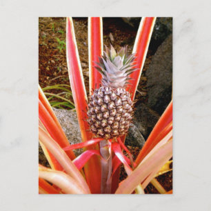 Decorative Pineapple in Hawaii Postcard