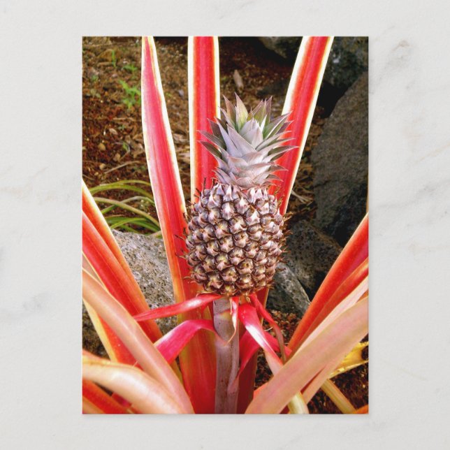 Decorative Pineapple in Hawaii Postcard (Front)