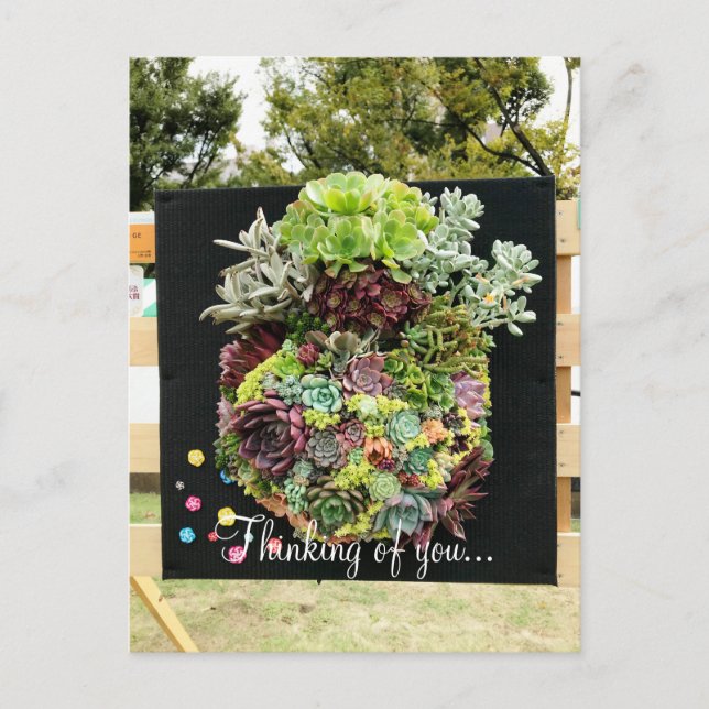 Decorative Succulents Postcard (Front)