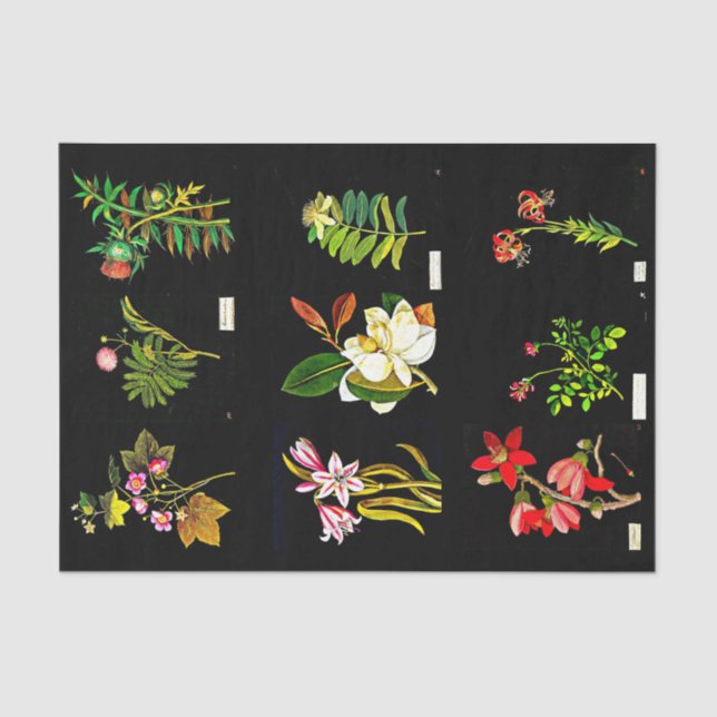 Decoupage Paper 10"x15" - Mary Delany 14 (Front)