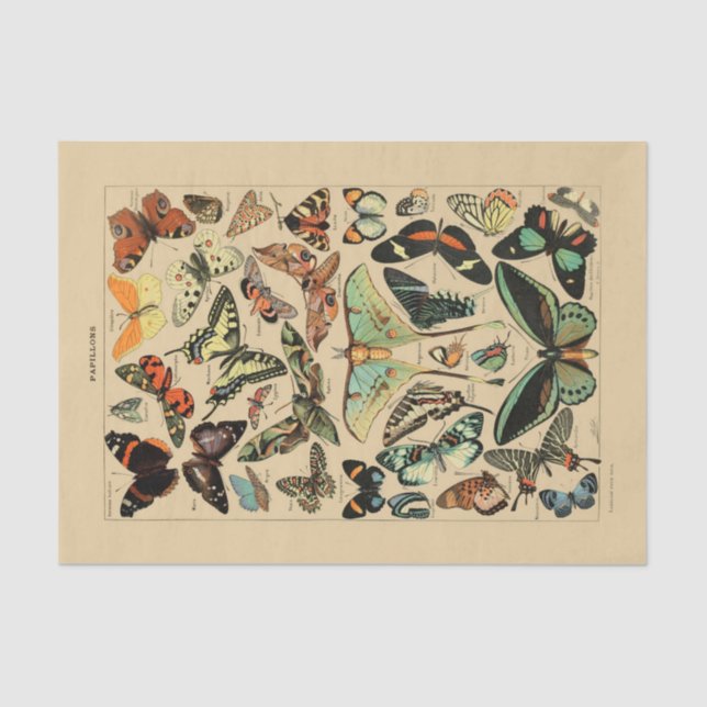 Decoupage Paper 10"x15" - Vintage Butterfly Art 1 (Front)