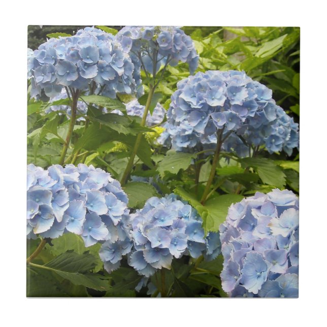 Deep Blue Hydrangeas Ceramic Tile (Front)