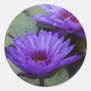 Deep Blue Water Lily Sticker