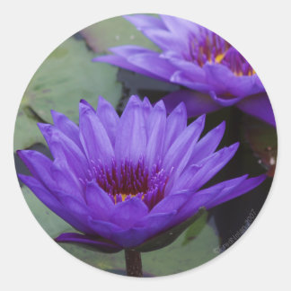 Deep Blue Water Lily Sticker