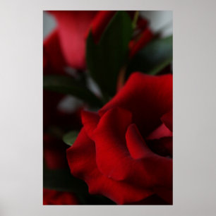 Deep, Dark Red Roses Poster