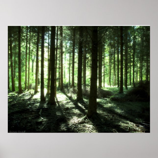 Deep Forest Poster (Front)