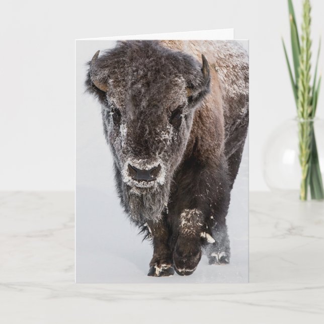 "Deep Freeze"  Holiday Card (Front)