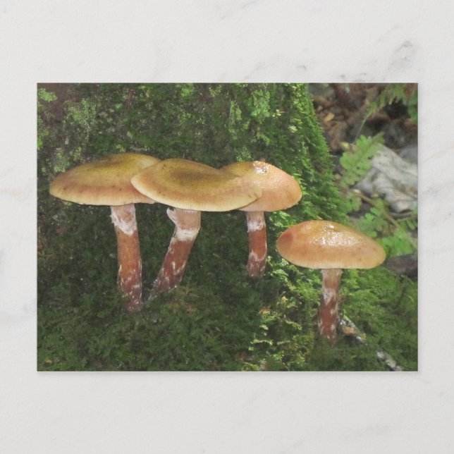 Deep In The Woods Mushroom Postcard (Front)