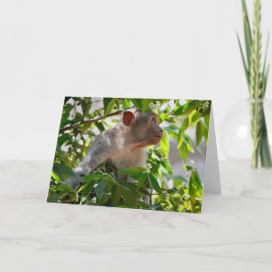 Deep In Thought, Kerala, India Card