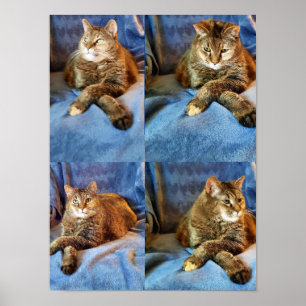 DEEP IN THOUGHT KITTY POSTER