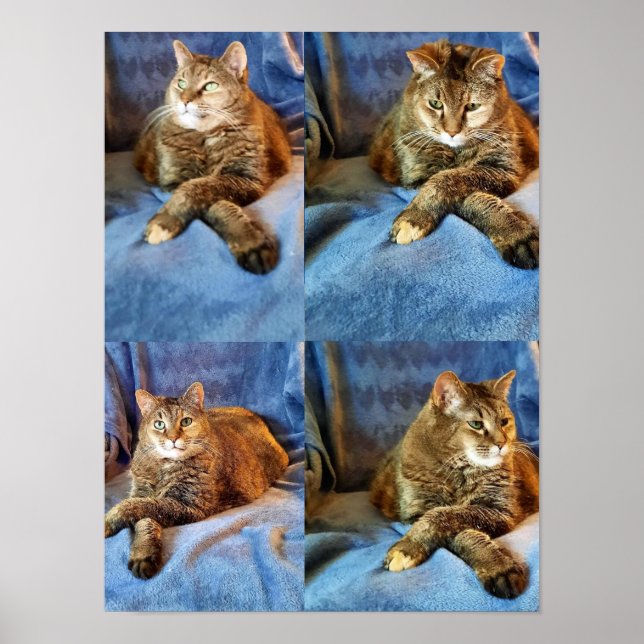 DEEP IN THOUGHT KITTY  POSTER (Front)