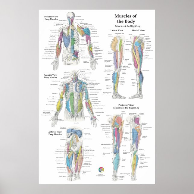 Deep Muscle Anatomy Chart (Front)