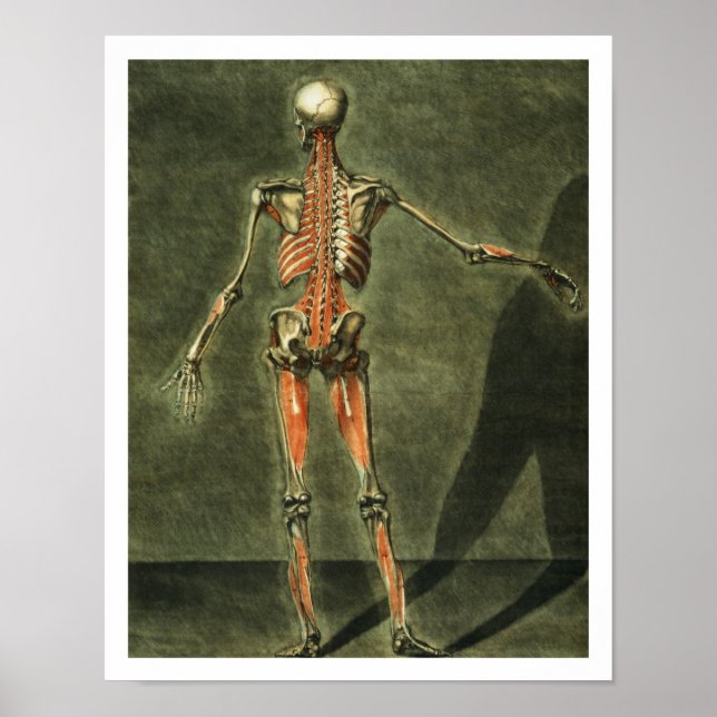 Deep Muscular System of the Back of the Body, plat Poster (Front)