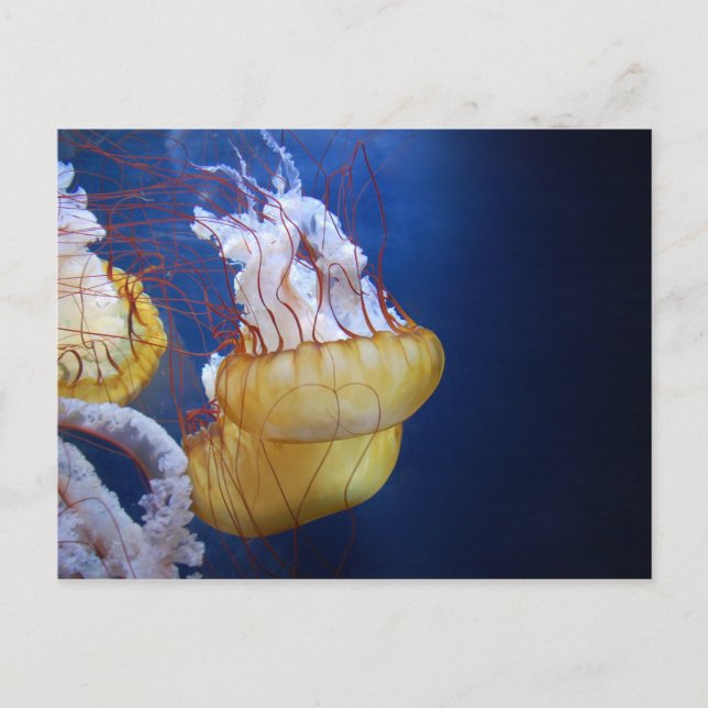 Deep Ocean Jelly Fish Postcard (Front)