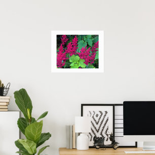 Deep Pink Astilbe Blooms Floral Poster
