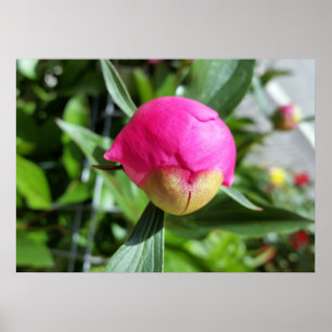deep pink bud poster
