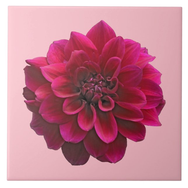 Deep Pink Dahlia Flower on Ceramic Tile (Front)