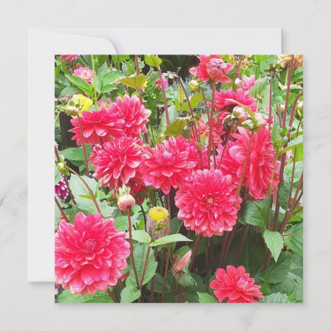 Deep Pink Dahlias Flat Greeting Card (Front)