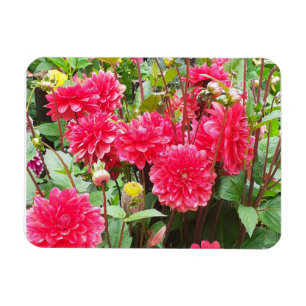 Deep Pink Dahlias Flexible Photo Magnet