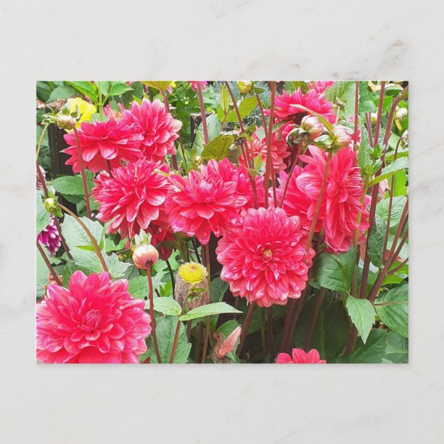 Deep Pink Dahlias Postcard (Front)