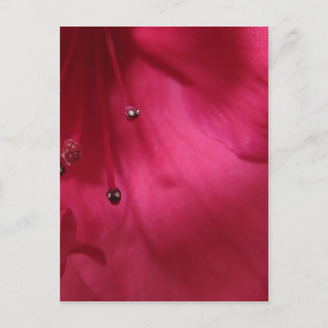 Deep Pink Hibiscus Postcard (vertical) (Front)