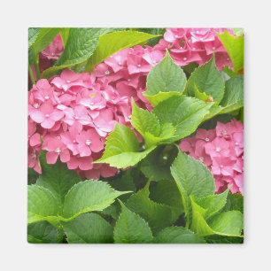 Deep Pink Hydrangeas Magnet