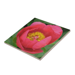 "DEEP PINK PEONY WITH GOLD CENTER" CERAMIC TILE