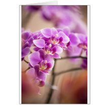 Deep Pink Phalaenopsis Orchid Flower Chain
