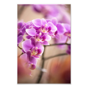 Deep Pink Phalaenopsis Orchid Flower Chain Photo Print