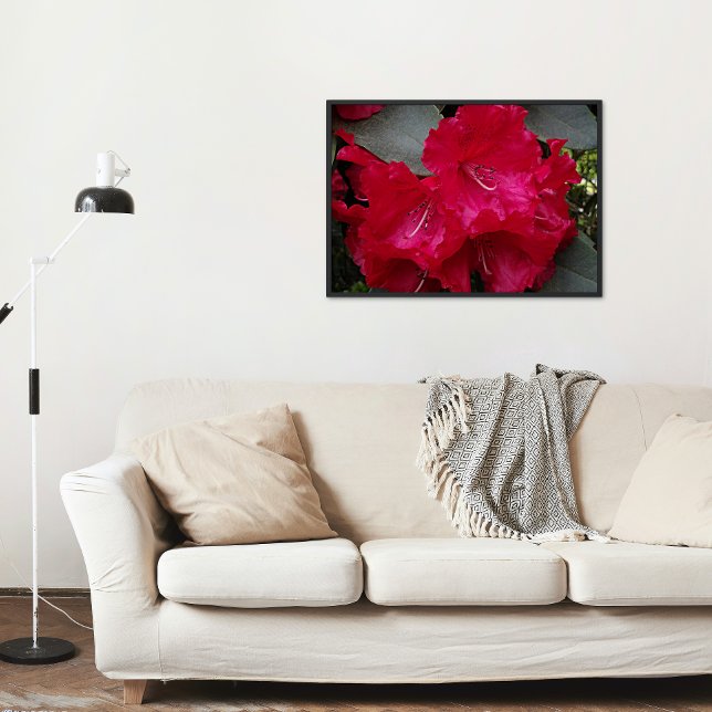 Deep Pink Rhododendron Blooms Floral Poster (In Situ)