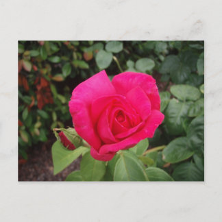 Deep pink rose 2 postcard