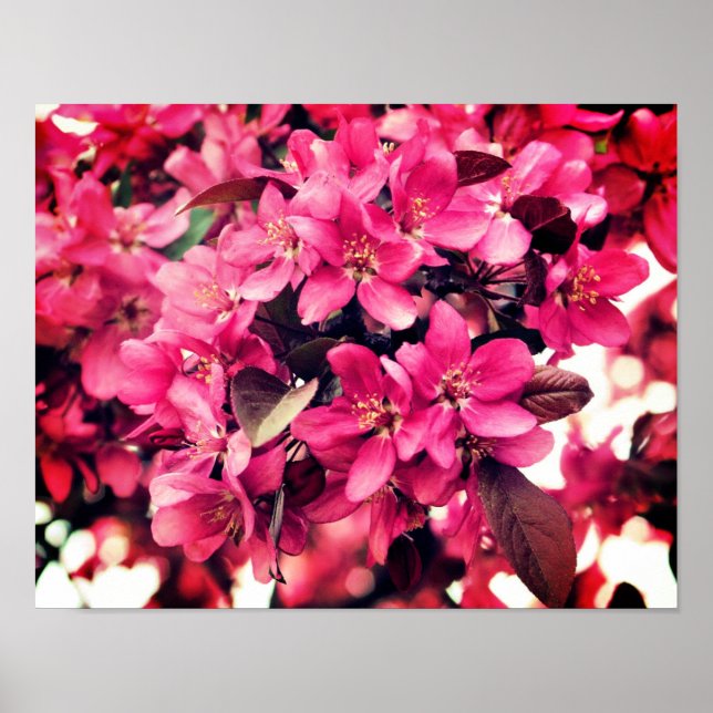 Deep Pink Spring Crabapple Flower Blossoms  Poster (Front)