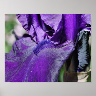 Deep Purple Bearded Iris Flower Petal Poster