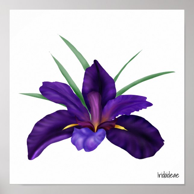 Deep Purple Bog Water Iris Illustration Poster (Front)