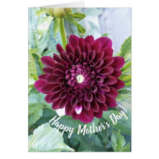 Deep Purple Dahlia Flower Mother's Day Card (Front)