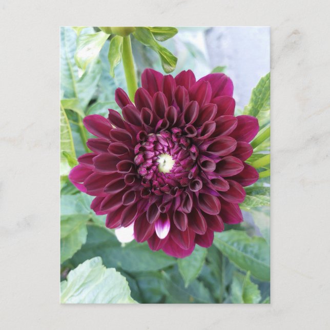 Deep Purple Dahlia Flower Postcard (Front)
