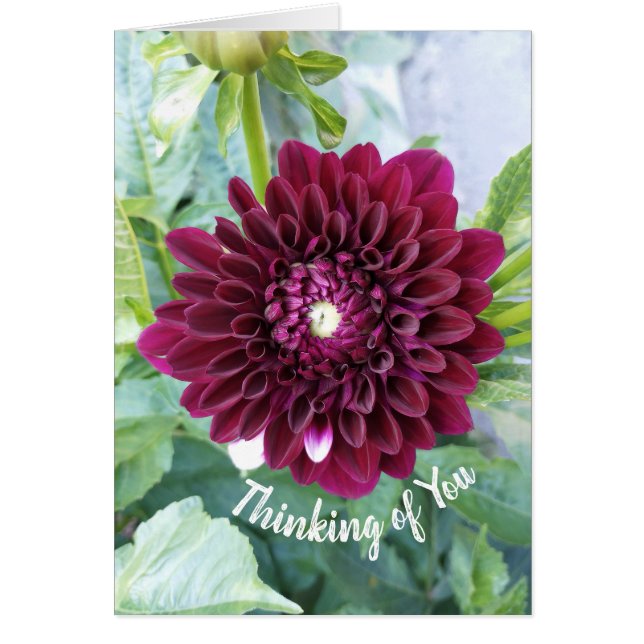 Deep Purple Dahlia Flower Thinking of You Card (Front)