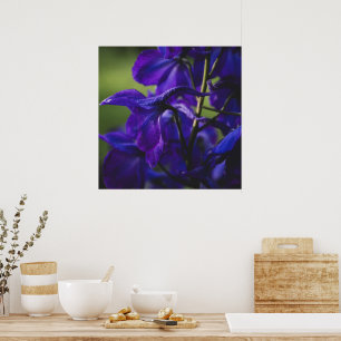 Deep Purple Delphinium Close Up Poster