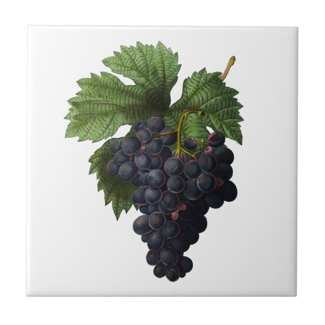 Deep Purple Grapes Redoute Ceramic Tile (Front)