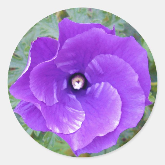 Deep Purple Hibiscus Flower, Classic Round Sticker (Front)