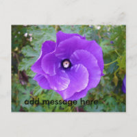 Deep Purple Hibiscus Flower,