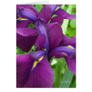 Deep Purple Irises