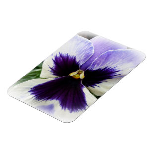 deep purple on white pansy magnet