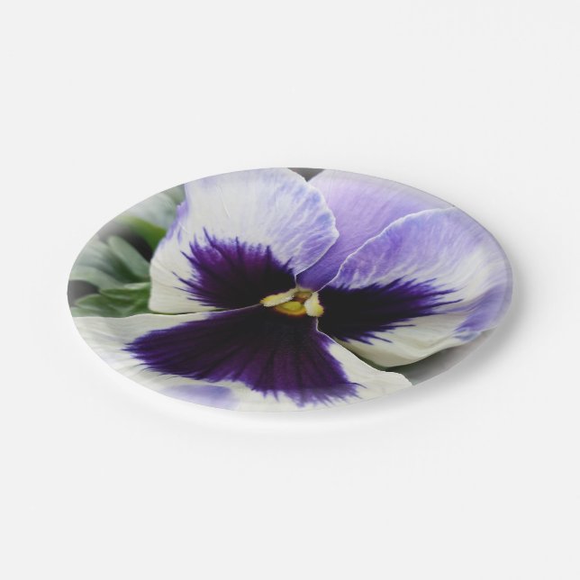 deep purple on white pansy paper plate (Angled)