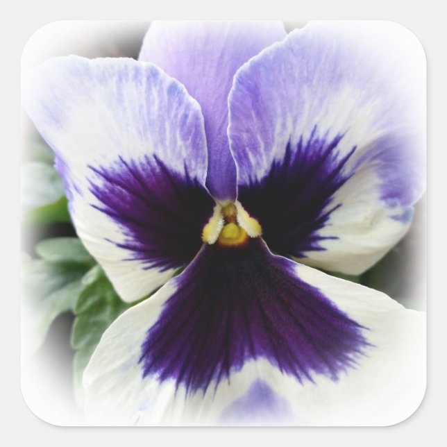 deep purple on white pansy square sticker (Front)