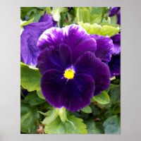 Deep Purple Pansy, Poster
