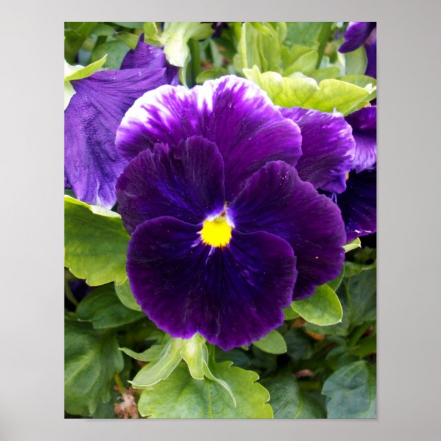 Deep Purple Pansy, Poster (Front)