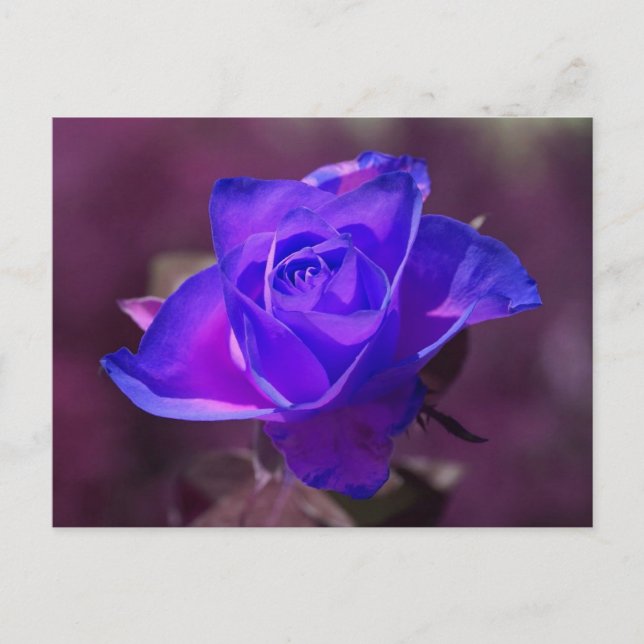 Deep Purple Rose Postcard (Front)