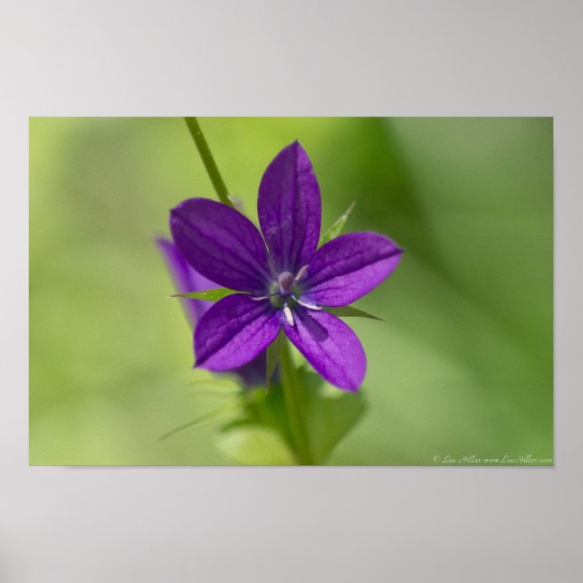 "Deep Purple" Venus Looking-Glass Poster (Front)